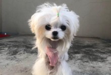 探索中国小型犬的丰富品种（中国小型犬品种的多样性与特点）