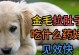 成犬金毛的饮食需求及建议（科学饮食是健康金毛的保证）