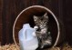 小猫喝什么奶？（了解小猫奶需求，助力宠物健康生长）