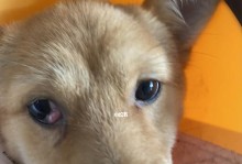 治疗狗狗眼睑增生的药物选择（探索最适合狗狗眼睑增生的药物治疗方法）