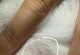 猫身上的寄生虫有哪些？（揭秘猫身上的寄生虫，保护宠物健康！）