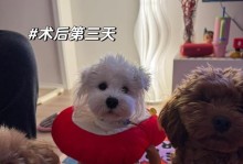 狗绝育手术后的饮水时间及注意事项（狗绝育手术后多久可以开始喝水，饮水的重要性以及注意事项）