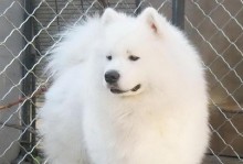 为什么狗狗胆子小？（探究狗狗害怕的原因和可能的解决方法）