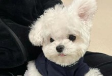 狗竖起耳朵的意义（探寻狗狗耳朵的语言）