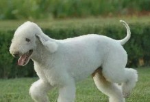 如何正确饲养爱尔兰猎狼犬（宠物犬的健康与快乐）