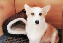 如何准备寄养狗狗的必备物品（宠物爱好者必读）