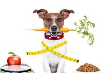 狗怀孕期间禁食食物指南（保护母狗健康，避免食物中毒的必读指南）