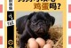 酸奶（狗狗可以喝酸奶吗？喂养狗狗酸奶需要注意什么？）