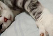 为什么小猫喜欢在人身上踩？（探究小猫在人身上踩的原因及意义）