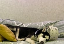 哈士奇咳嗽问题的解决方法（如何通过饮食缓解哈士奇咳嗽症状）