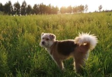揭秘狗狗坐车总把头探出窗的真相（风景美不是主要原因，它们或许并不舒服）
