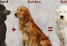 贵宾为何会掉毛？（探索贵宾犬掉毛的原因及解决方法）