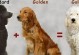 贵宾为何会掉毛？（探索贵宾犬掉毛的原因及解决方法）