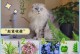 猫薄荷的神奇功效（揭秘猫薄荷的健康奥秘）