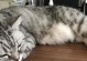 猫后腿抽筋的原因及解决方法（探究猫后腿抽筋的发生机理和有效预防措施）