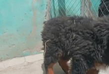 如何让小藏獒健康快速成长？（科学饮食和适当的训练是关键）
