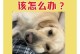 狗结石喂什么作用？（探究不同食物对狗结石的影响）