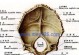 深度解析狗狗脑颅骨解剖结构（从神经系统到听力器官，一览狗狗头部构造）