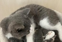 小猫宝宝的护理指南（新手养猫必看，如何正确照顾小猫宝宝）