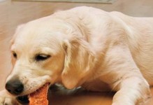 宠物狗吃骨头呕吐血丝的原因及处理方法（了解狗吃骨头的危险性，掌握紧急处理方法）