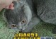 猫猫为什么一天不拉屎？（探寻猫猫便秘背后的原因与解决方法）