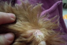 泰迪犬皮肤病大揭秘（揭开泰迪犬皮肤病的真相，如何进行预防与治疗）