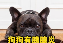 狗狗胰腺炎后的饮食（为你的爱宠提供健康的胰腺炎恢复饮食）