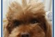 犬瘟中期症状及治疗方法（了解犬瘟中期症状，科学有效的治疗方法）