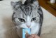 小猫为什么不吃东西？（探究小猫不吃东西的原因及解决方法）