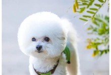 比熊与泰迪（比较两个受欢迎的犬种，为你的选择提供参考。）