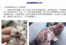 仓鼠拉稀的防治与注意事项（解读仓鼠拉稀，预防与治疗一网打尽）