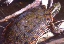 东部网目鸡龟的饲养方法（打造一个舒适的家园，让它健康成长）