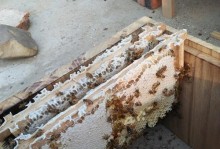 以红腿陆龟用什么箱子养？（选择合适的饲养箱子是关键）