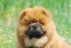 如何给松狮幼犬喂养食物？（准备食物的方法和注意事项）