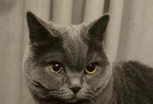 为什么猫眼睛发红？（探索猫眼睛发红的原因及其意义）