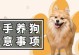 博美犬的饲养指南（了解如何正确照顾你的博美宝宝）