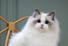 如何挑选一只品相优秀的布偶猫？（了解常见品种和价格，轻松选择心仪的布偶猫）
