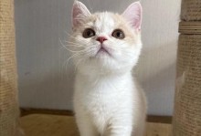 探索白色短毛猫的品种之谜（白色短毛猫的特征、来源和繁殖方式）
