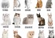 探索价格便宜的小型猫品种（了解适合家庭的小型猫品种，不伤钱包）
