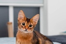 选择适合自己的猫咪伴侣（如何挑选适合你的猫咪？）