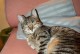 土猫成长周期及关键因素探究（了解土猫的生长过程和影响因素，助你更好地照顾它们）