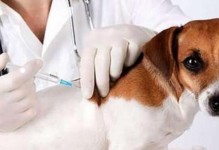 如何确认狗狗的疫苗成功注册？（详解宠物疫苗注册和检测过程，避免假疫苗和疫苗失效）