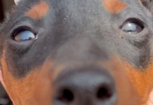 杜宾犬绑耳朵需要多久？（了解绑耳朵过程与时间，让杜宾犬耳朵更挺立）