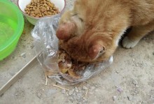 宠物小猫不慎吞下鱼刺，跑哪了吃的很急（探寻小猫急寻食物背后的故事及应对方法）