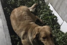 以狗刨坑是什么征兆？（揭秘狗刨坑背后的秘密，警示你的健康问题！）