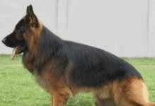 了解德牧（从外貌到性格，解密德国牧羊犬的魅力）