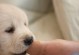 为什么狗狗总喜欢舔脏的手纸？（探究狗狗喜欢舔脏手纸的原因及预防方法）
