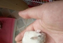 仓鼠为何变得懒散不动？（探究仓鼠最近不活跃的原因及应对方法）