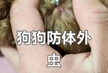 狗狗的驱虫时间和方法指南（宠物狗狗体内体外驱虫的重要性及适宜年龄段）