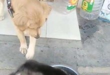 如何解决小金毛不吃泡的狗粮问题？（以宠物为主的健康饮食方案）